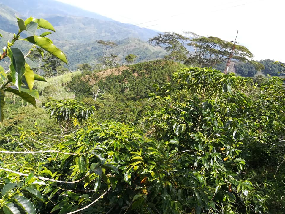 Finca en la vereda el bosque