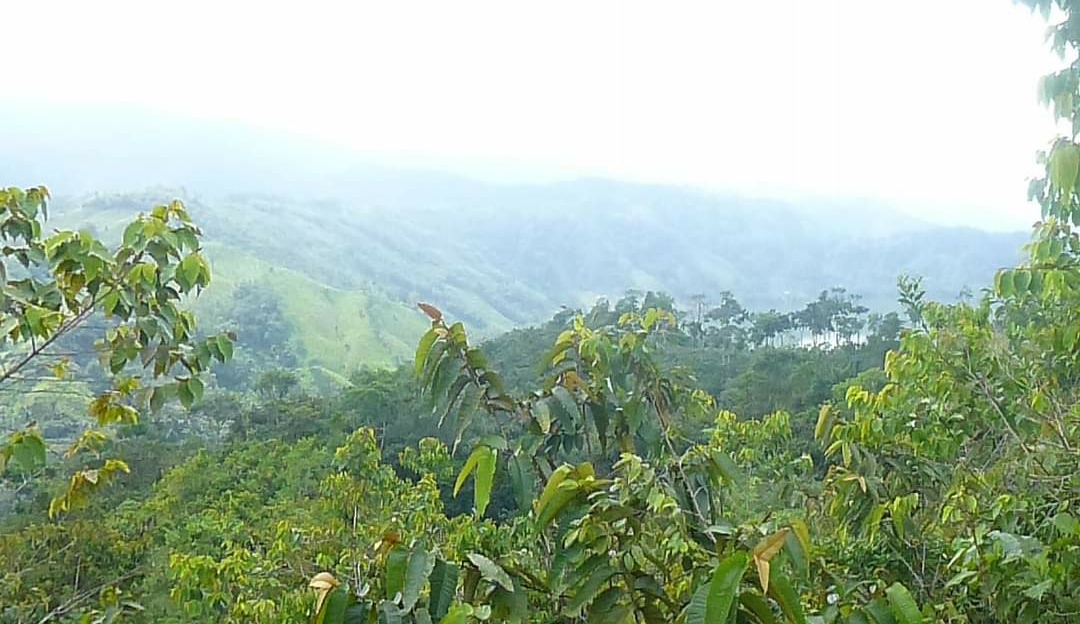 SE VENDE FINCA VEREDA LA ARGENTINA CORREGIMIENTO DE SAN DIEGO