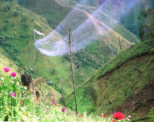 CULTIVOS DE COCA EN CALDAS NO AMERITAN FUMIGACI�N 