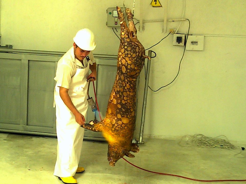 SE ABRE LA CENTRAL DE SACRIFICIO PORCINA EN SAMAN�
