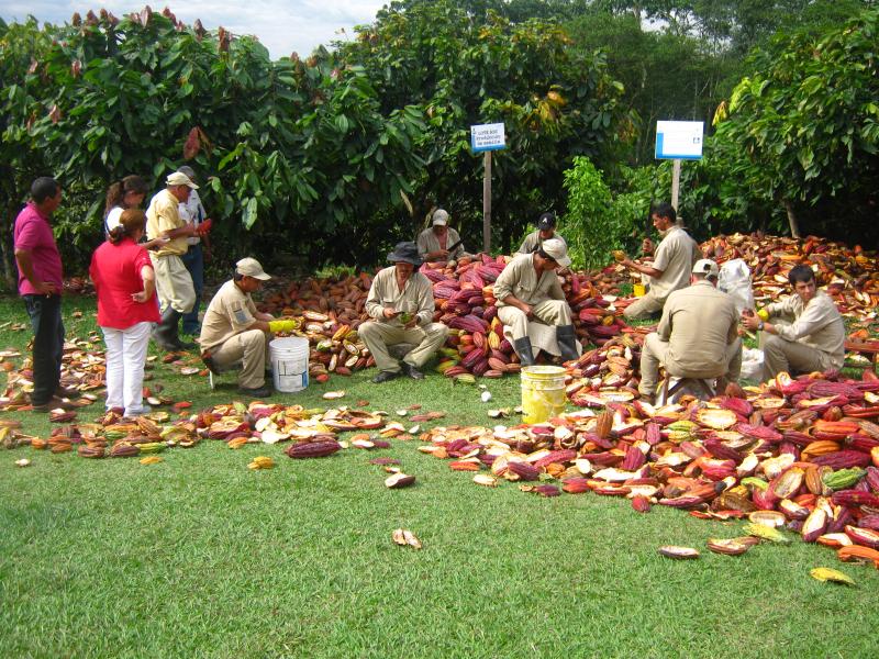 FRANCIA BRINDAR� APOYO T�CNICO A LOS CACAOTEROS DE CALDAS