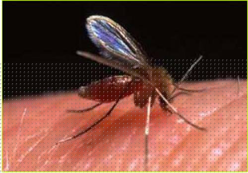 SAMAN� ALERTA POR APARICI�N DE LA LEISHMANIASIS