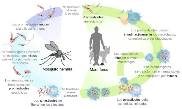 SAMAN� ALERTA POR APARICI�N DE LA LEISHMANIASIS