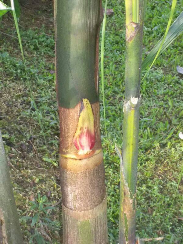 DICEN QUE SE APARECIO LA VIRGEN VEREDA LA FLORIDA