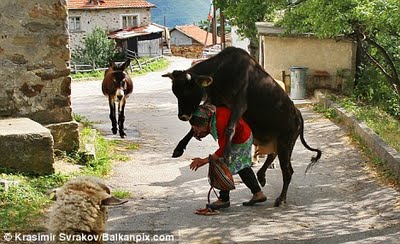 A UNA SE�ORA LA MAT� UNA VACA SOBRE EL RIO SAMAN�