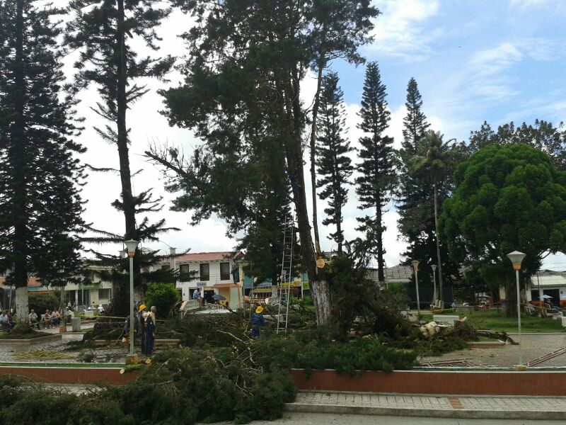 SE CORTAN DOS �RBOLES DEL PARQUE DE SAMAN� PARA SALVAR VIDAS 