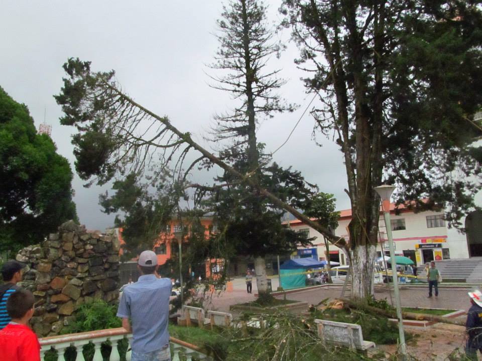 SE CORTAN DOS �RBOLES DEL PARQUE DE SAMAN� PARA SALVAR VIDAS 