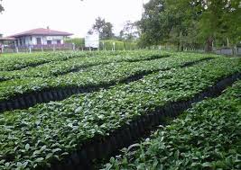 SELECCI�N DE SEMILLA Y CONSTRUCCI�N DEL GERMINADOR DE CAF� 