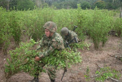 MILITARES ERRADICARON TRES HECT�REAS DE COCA EN CALDAS