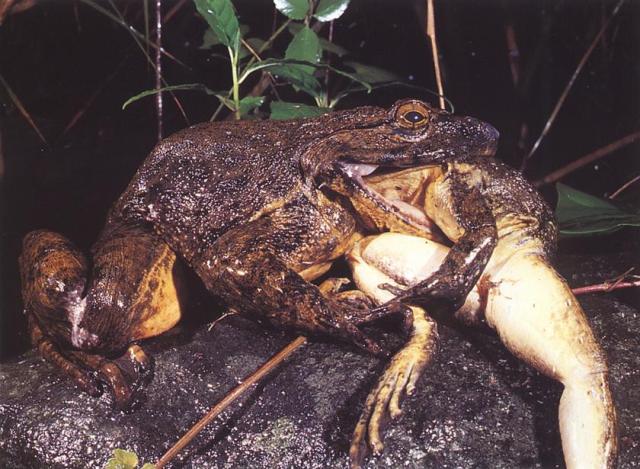 RANA TORO