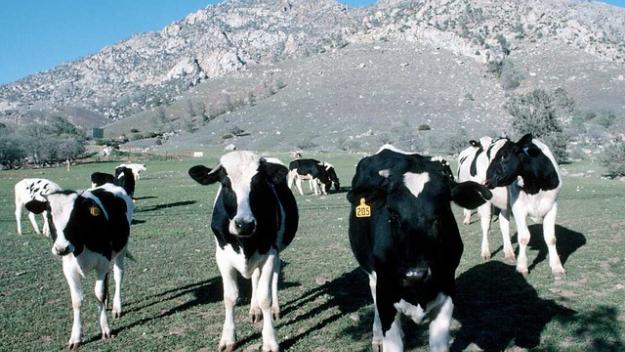 INVERTIR�N $13.000 MILLONES PARA PROMOVER ASOCIATIVIDAD EN EL SECTOR L�CTEO 