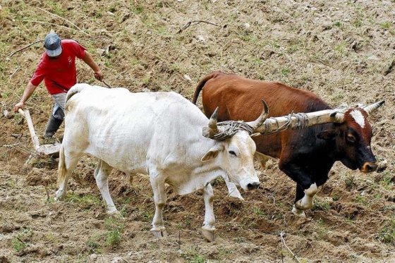 SUELOS CON EXCESO DE CULTIVOS Y GANADO TENDR�N EFECTOS M�S DEVASTADORES POR LA SEQU�A 