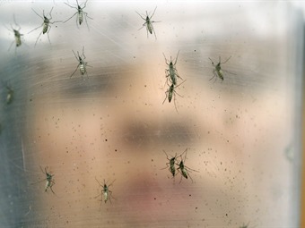 ​EN SAMAN� SE REGISTRAN 5 CASOS DE ZIKA Y 47 EN TODO CALDAS