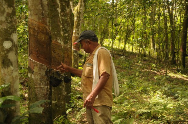 SAMAN� ES EL MUNICIPIO DEL PA�S M�S ALTO DONDE SE CULTIVA CAUCHO, PUES EST� UBICADO A 1.460 METROS SOBRE EL NIVEL DEL MAR.