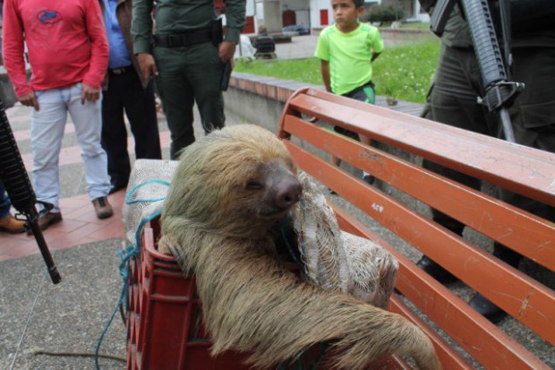 Polic�as se convirtieron en cuidadores de un oso perezoso en Saman�