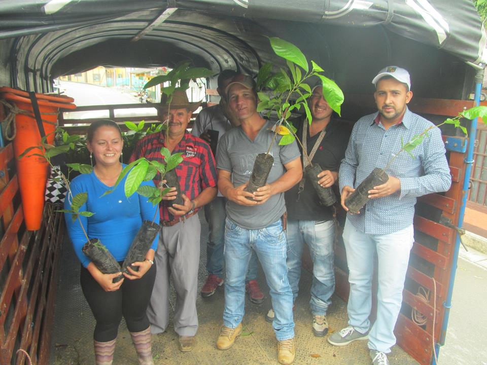 ENTREGA DE PL�NTULAS DE CACAO RANCHO LARGO.