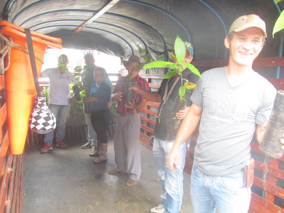 ENTREGA DE PL�NTULAS DE CACAO RANCHO LARGO.