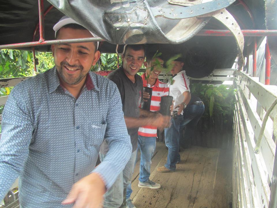 ENTREGA DE PL�NTULAS DE CACAO RANCHO LARGO.