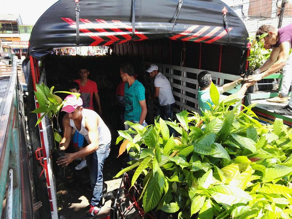 ENTREGA PL�NTULAS DE CACAO.