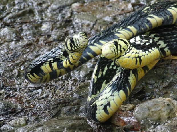 Aprecie la biodiversidad de la Selva de Florencia