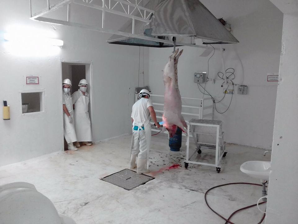 GESTI�N POR LA CENTRAL DE SACRIFICIO.