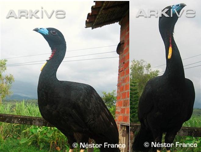 LA PAVA NEGRA COLOMBIANA ESTA EN ANIMAL PLANET