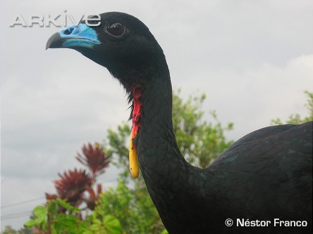 LA PAVA NEGRA COLOMBIANA ESTA EN ANIMAL PLANET