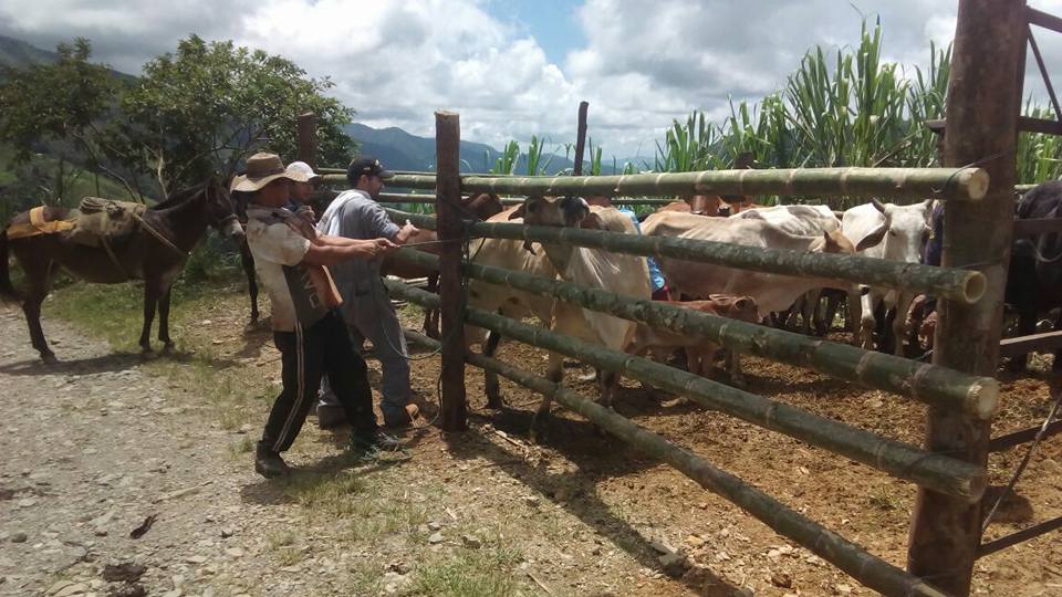 JORNADA VETERINARIA EN FLORENCIA.