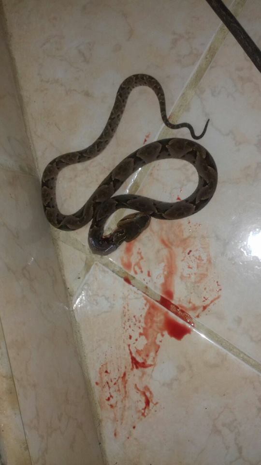 SERPIENTES ENTRAN HASTA EN ESCUELAS DEL ORIENTE DE CALDAS