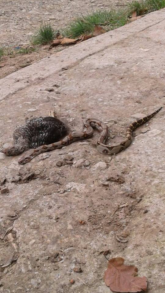 SERPIENTES ENTRAN HASTA EN ESCUELAS DEL ORIENTE DE CALDAS