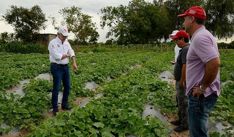 EL GOBIERNO NACIONAL TIENE EN SU PODER UN MILL�N DE PREDIOS ABANDONADOS POR LAS FARC