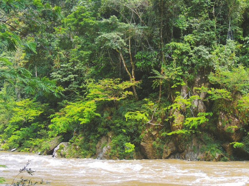 LAS ASOMBROSAS PLANTAS DEL R�O SAMAN�
