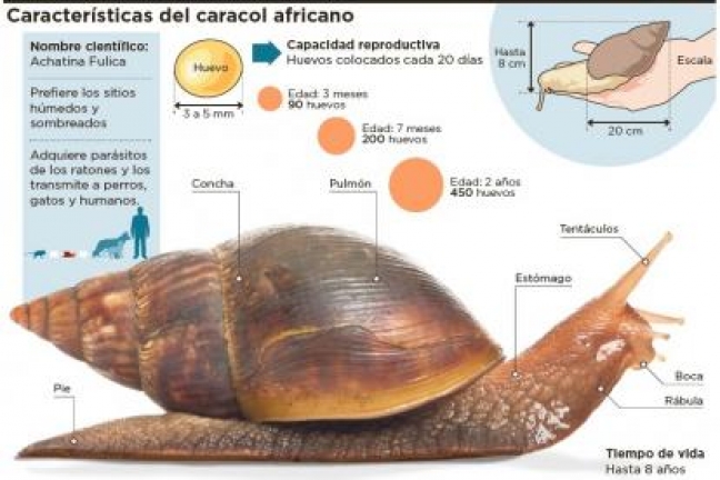 CONFIRMADA LA PRESENCIA DE CARACOL GIGANTE AFRICANO EN 9 MUNICIPIOS DEL DEPARTAMENTO