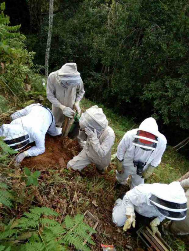 ATAQUE DE ABEJAS AFRICANIZADAS EN SAMAN� (CALDAS)