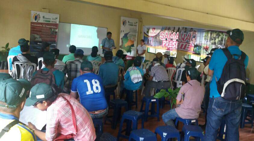 ENTREGA DE PL�NTULAS DE CACAO.