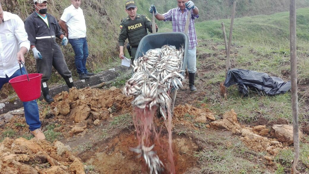 DECOMISAN 100 LIBRAS DE PESCADO