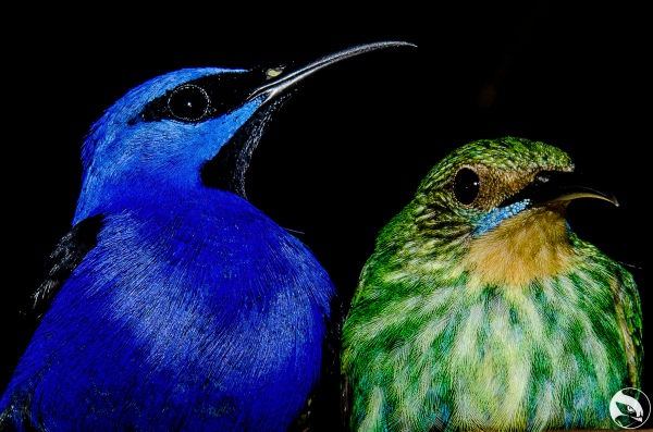 CALDAS ACTUALIZA SU INVENTARIO DE AVES