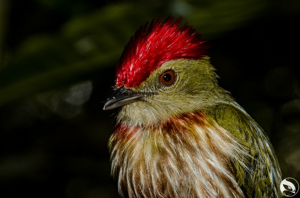 CALDAS ACTUALIZA SU INVENTARIO DE AVES