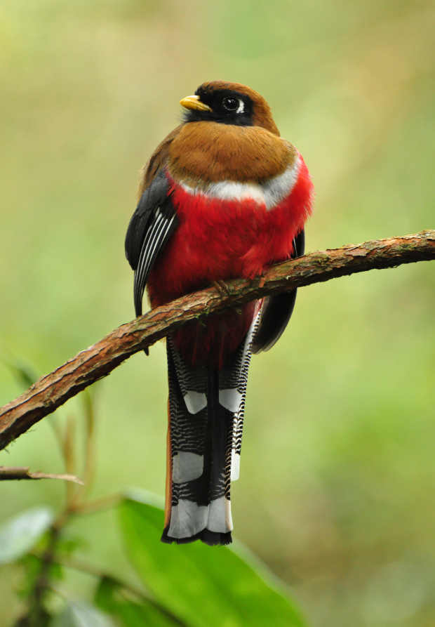 COLOMBIA, BICAMPEONA EN AVISTAMIENTO DE AVES