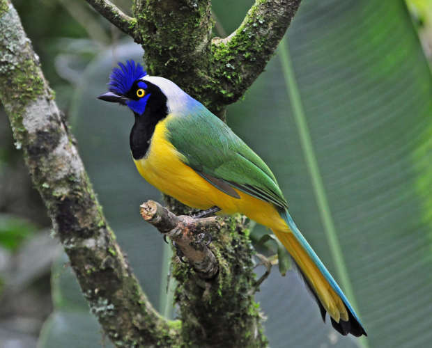 COLOMBIA, BICAMPEONA EN AVISTAMIENTO DE AVES