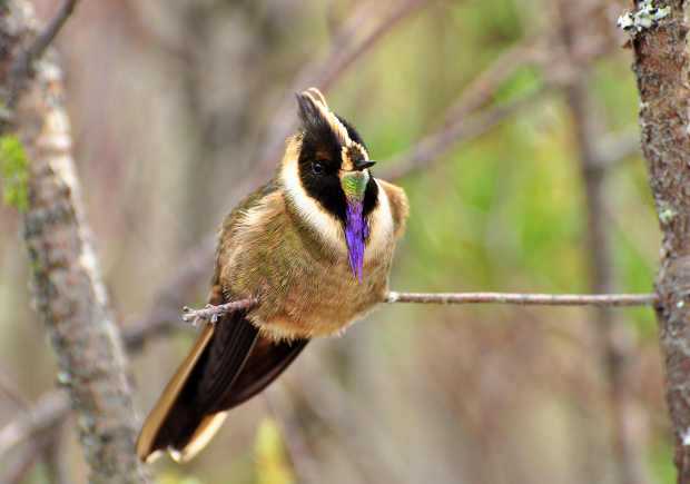 COLOMBIA, BICAMPEONA EN AVISTAMIENTO DE AVES