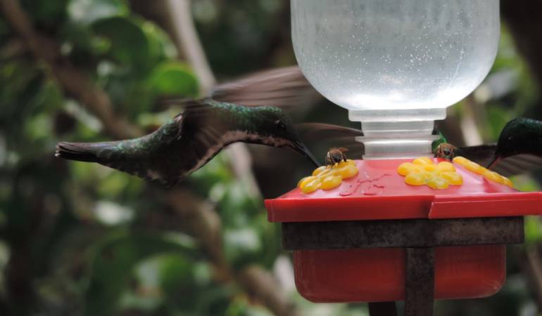 802 ESPECIES DE AVES VIVEN EN CALDAS