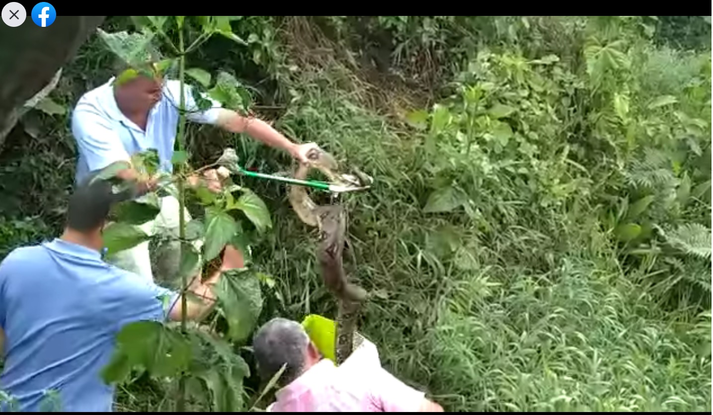 RESCATAN SERPIENTE QUE SE ENCONTRABA CERCA AL CASCO URBANO FLORECIA