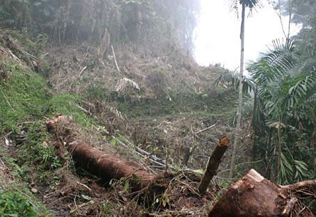 200 MIL HECT�REAS NATURALES EST�N SIN PROTEGER EN CALDAS