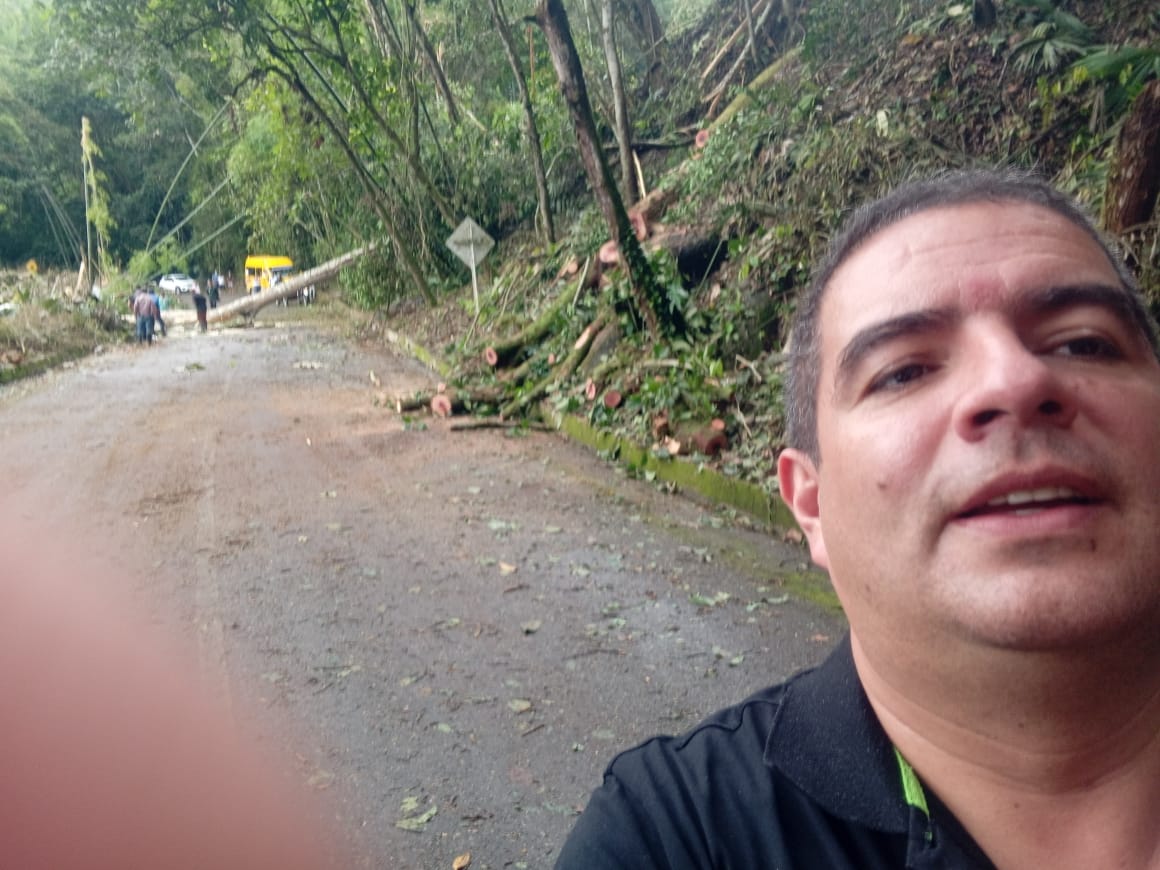 CA�DA DE �RBOLES SOBRE LA CARRETERA