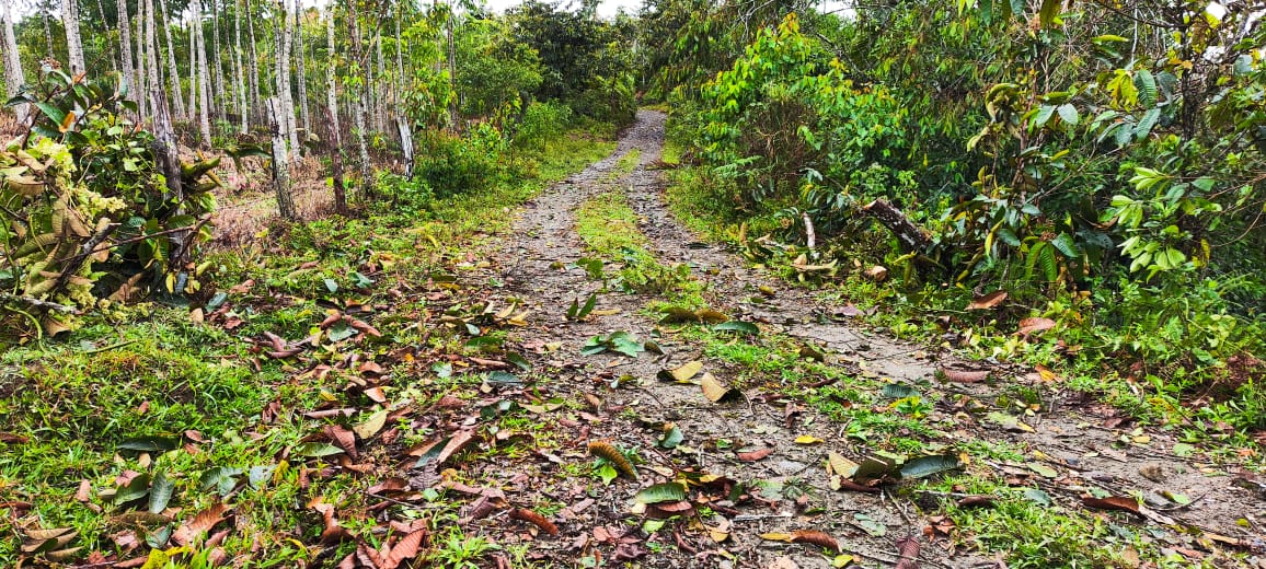MANTENIMIENTO DE LA V�A QUE VEREDA AL CONGAL