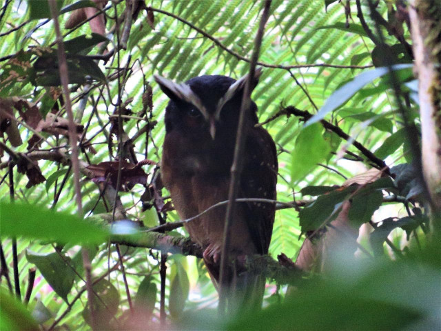 EXPLORAN LA BELLEZA DEL PNN SELVA DE FLORENCIA, ENTRE SAMAN� Y PENSILVANIA (CALDAS)