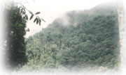 AICA SELVA DE FLORENCIA: UN NUEVO PARQUE NACIONAL NATURAL EN COLOMBIA