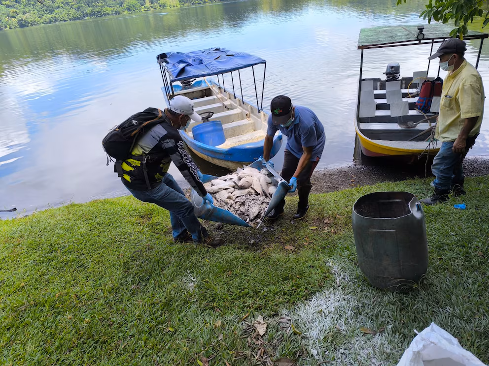 SIGUE EN PIE EL CIERRE EN LA LAGUNA DE SAN DIEGO, EN SAMAN�, CALDAS, POR UN VIRUS: HAY M�S DE 20.000 PECES MUERTOS