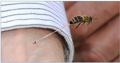 UN HOMBRE DE 65 A�OS, MURI� POR UN ATAQUE DE ABEJAS AFRICANIZADAS EN SAMAN�

